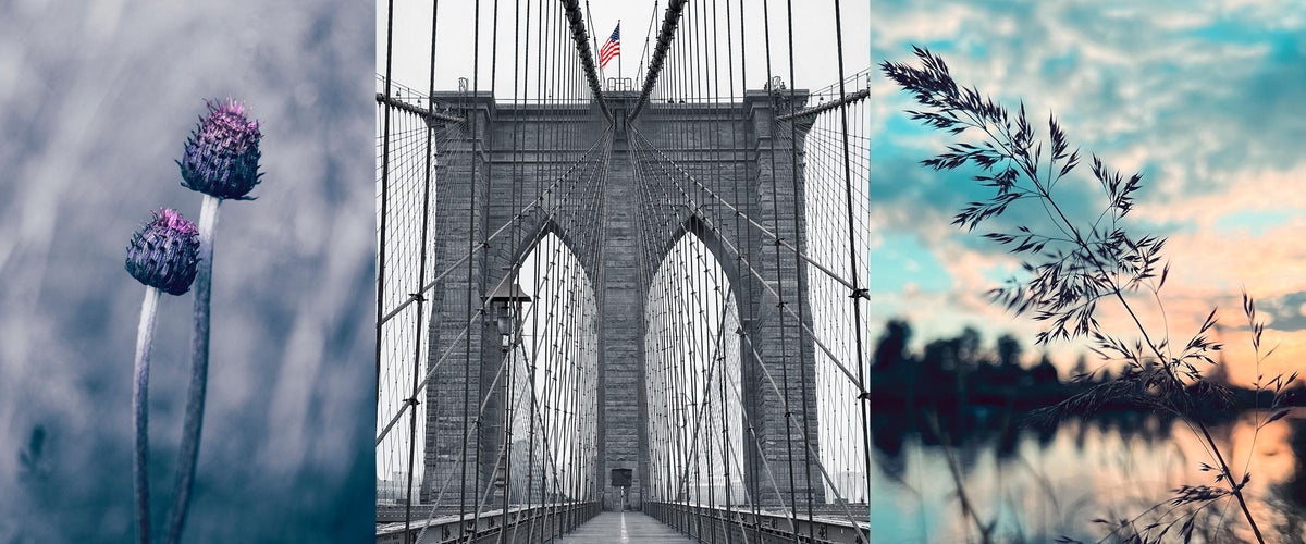 Kuvakollaasi Brooklyn Bridgestä, ohdakkeista ja heinänkorsista.