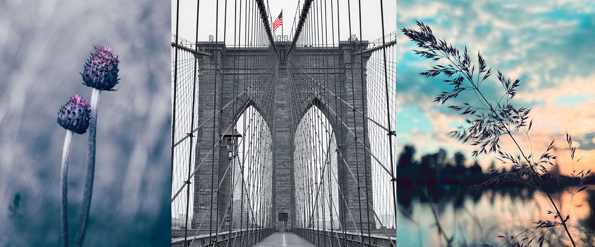 Kuvakollaasi Brooklyn Bridgestä, ohdakkeista ja heinänkorsista.