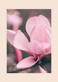 Magnolia-valokuvajuliste, jossa vaaleanpunainen magnolian kukka on kuvattu lähietäisyydeltä Tampereen Arboretumissa.