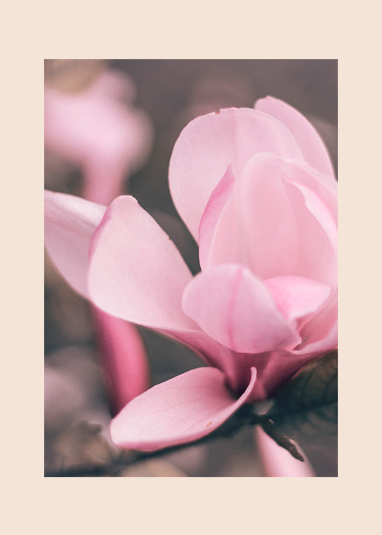 Magnolia-valokuvajuliste, jossa vaaleanpunainen magnolian kukka on kuvattu lähietäisyydeltä Tampereen Arboretumissa.